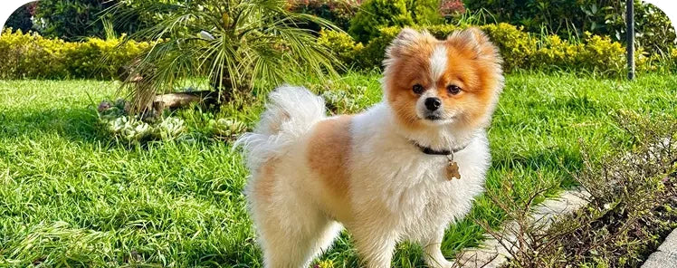 Gut health for dogs