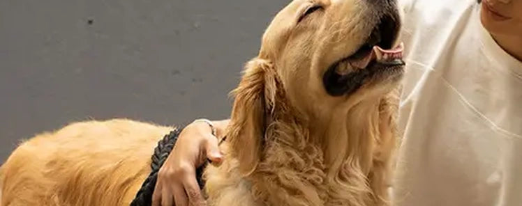 Immune support for dogs