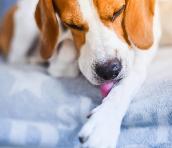 Paw licking