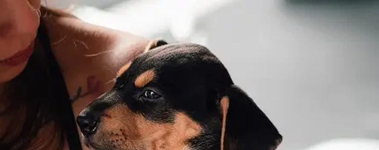 Ear care for dogs