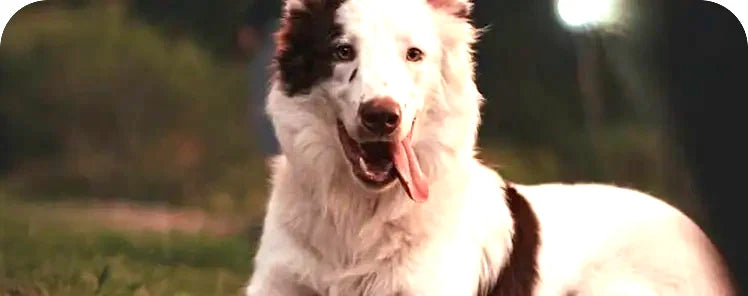Joint care for dogs