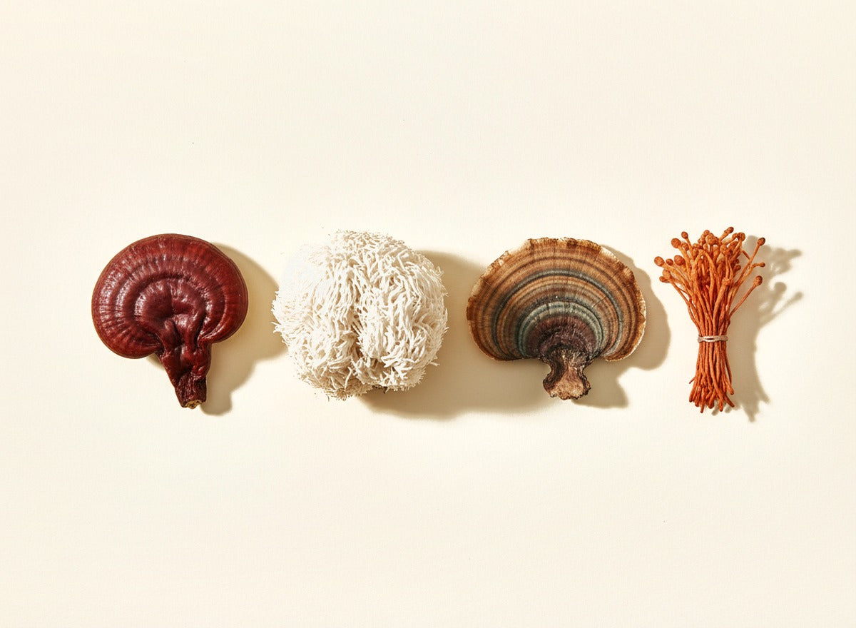 Mushroom Prebiotics